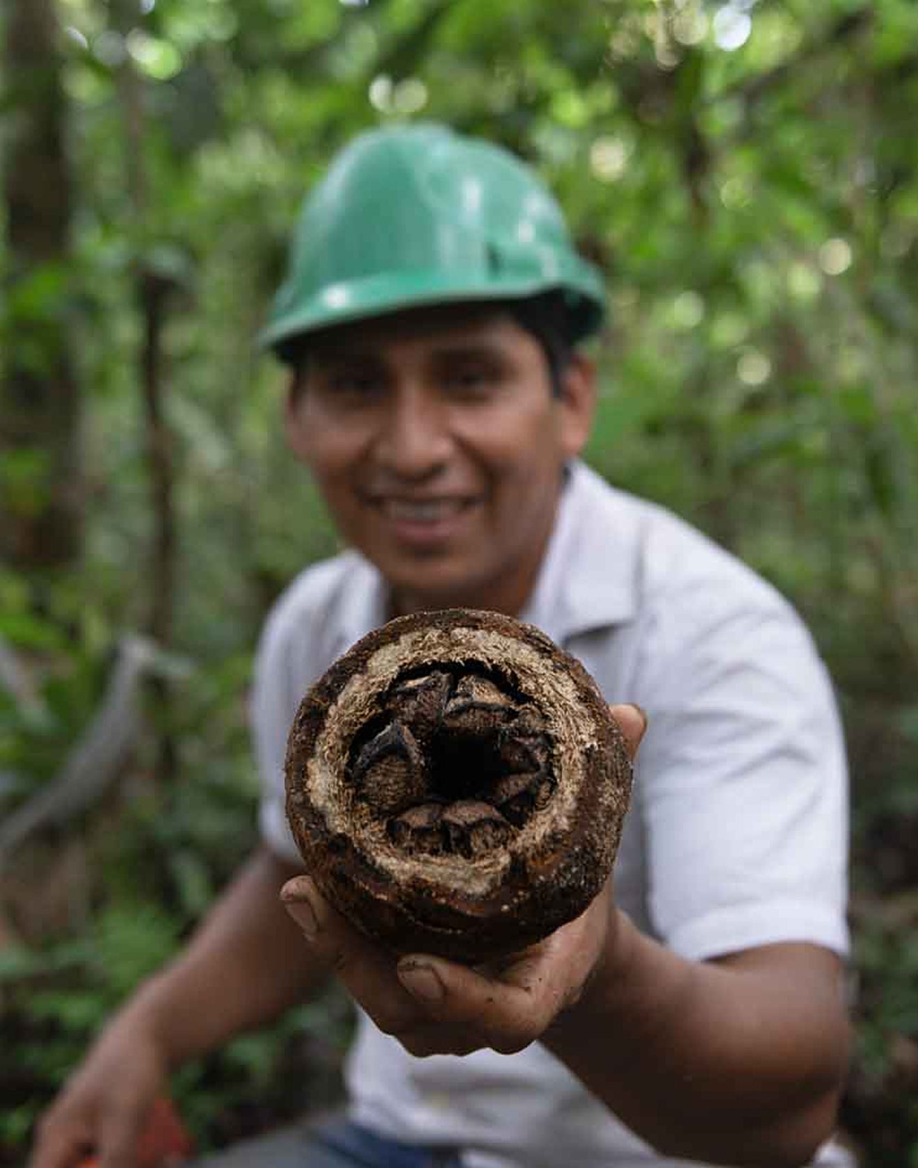Forest protection with sustainable Brazil nut cultivation